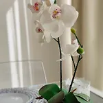 Coconut Design In The Heart Of Nogalera Center By Namaste Elite *