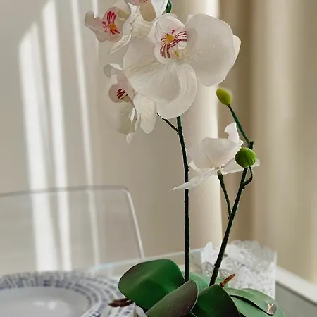 Coconut Begona Center By Namaste Elite *