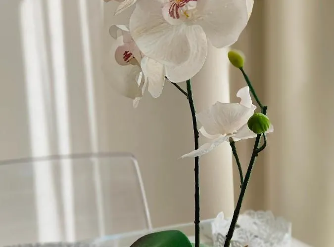 Coconut Design In The Heart Of Nogalera Center By Namaste Elite *